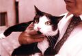 Kinokatze Lissy (1986)