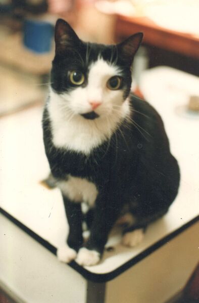 Datei:Lissy 04.jpg